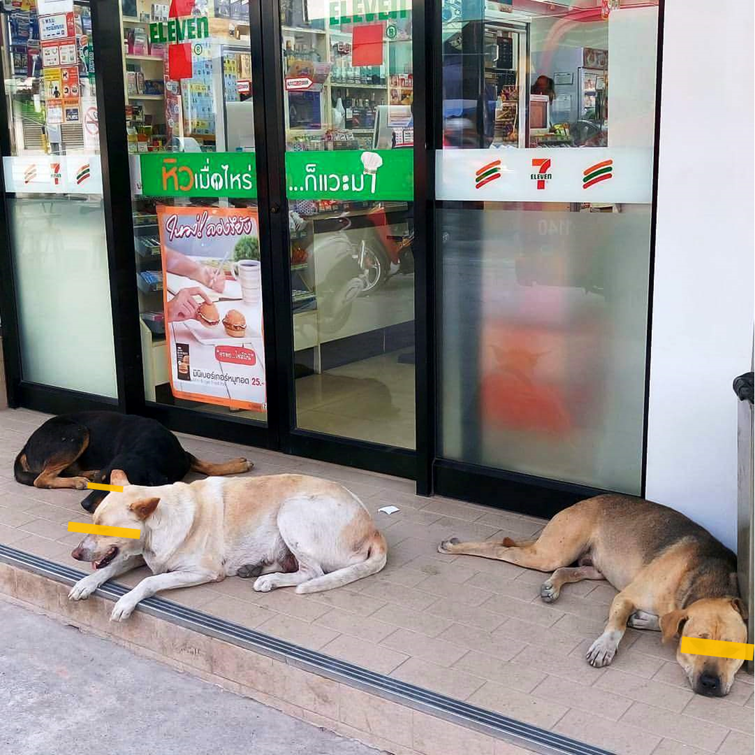 よくあるタイのコンビニに蔓延る犬たちに思うコト 海外を徘徊するおじさんのブログ