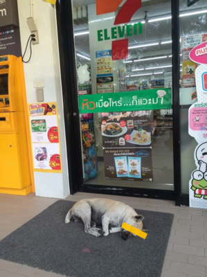 よくあるタイのコンビニに蔓延る犬たちに思うコト 海外を徘徊するおじさんのブログ